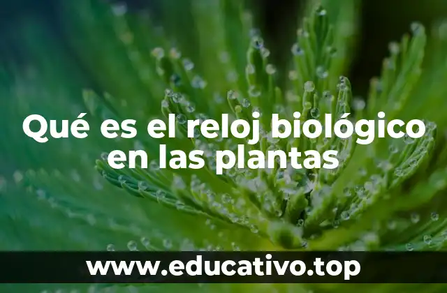 Qué es el reloj biológico en las plantas
