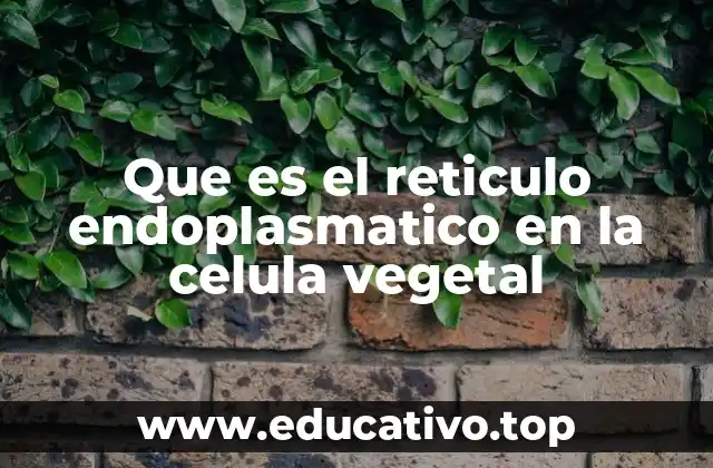 Que es el reticulo endoplasmatico en la celula vegetal