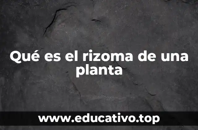 La importancia de los rizomas en la botánica