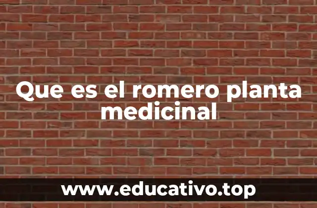 Que es el romero planta medicinal
