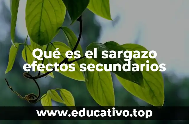 Qué es el sargazo efectos secundarios