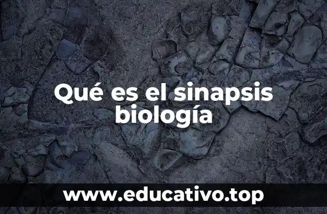 Qué es el sinapsis biología