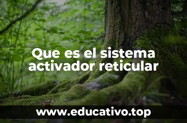 Que es el sistema activador reticular