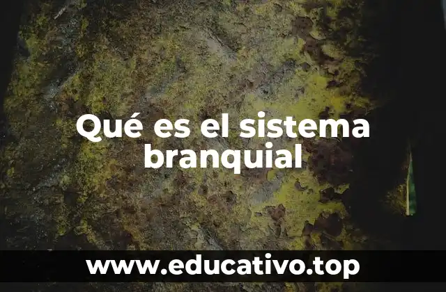 Qué es el sistema branquial