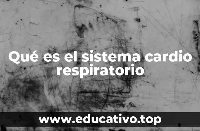 Qué es el sistema cardio respiratorio