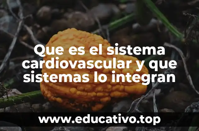 Que es el sistema cardiovascular y que sistemas lo integran