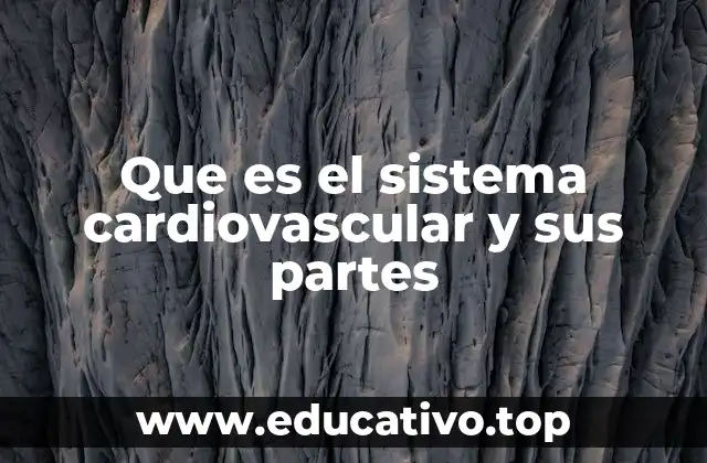 Que es el sistema cardiovascular y sus partes