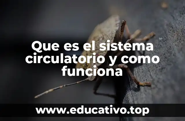 Que es el sistema circulatorio y como funciona