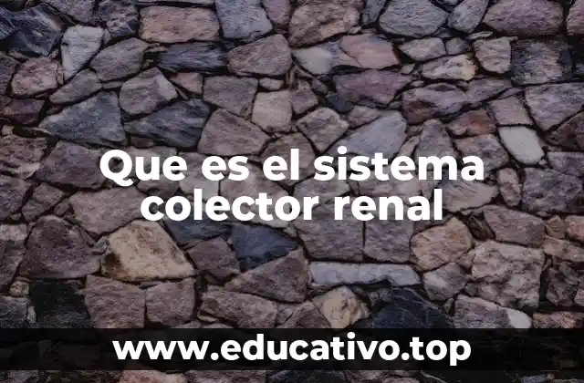 Que es el sistema colector renal