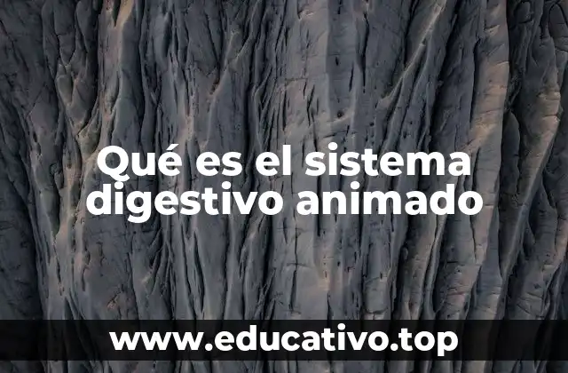 Qué es el sistema digestivo animado