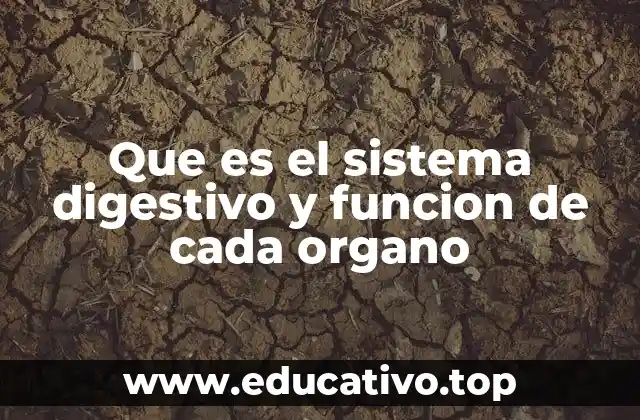 Que es el sistema digestivo y funcion de cada organo