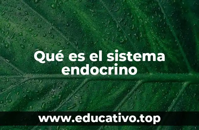 Qué es el sistema endocrino
