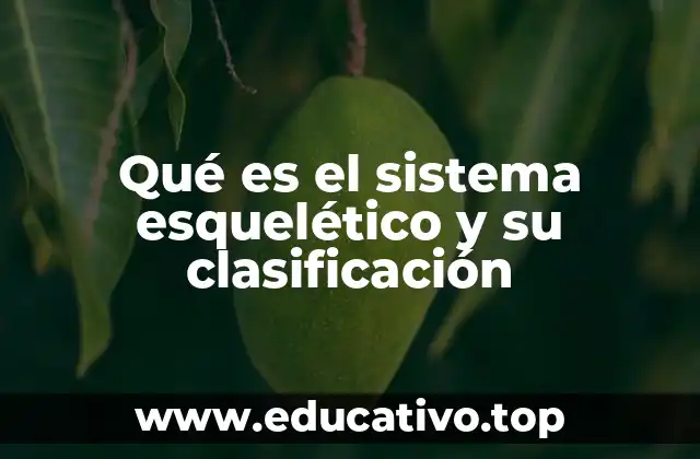 La base anatómica del sistema esquelético