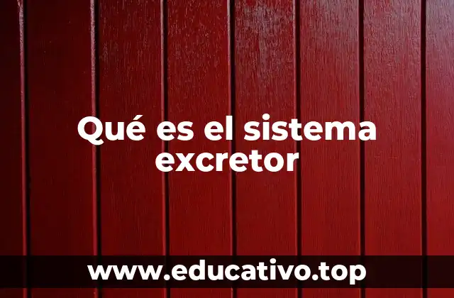 Qué es el sistema excretor