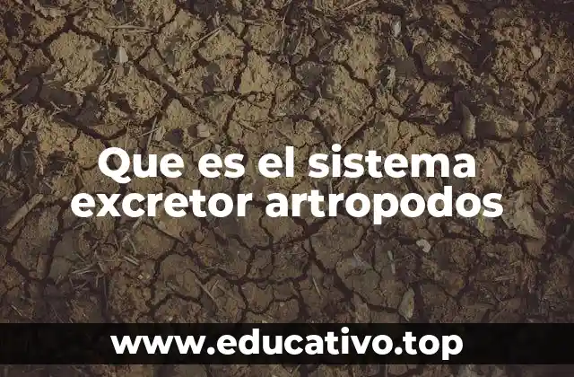 Que es el sistema excretor artropodos