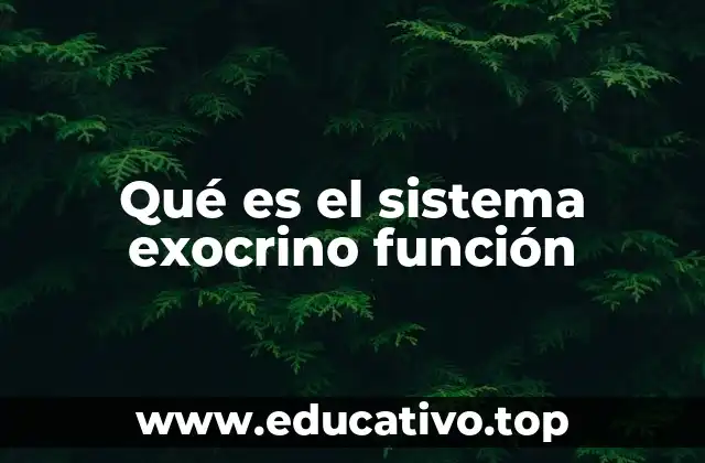 Qué es el sistema exocrino función