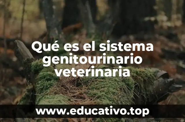Qué es el sistema genitourinario veterinaria