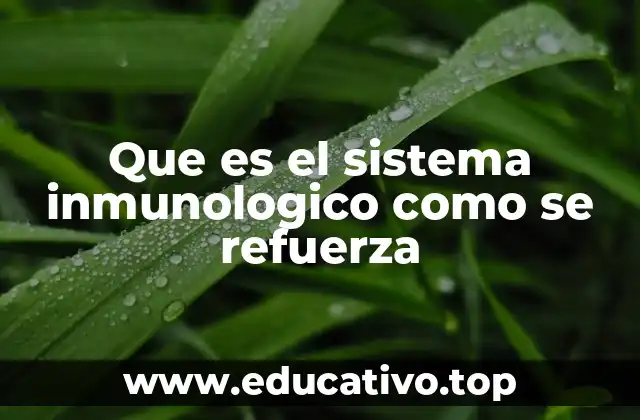Que es el sistema inmunologico como se refuerza