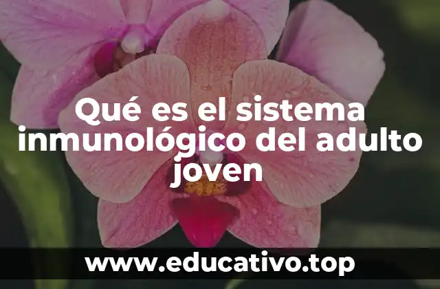 Cómo funciona el sistema inmunológico durante la juventud