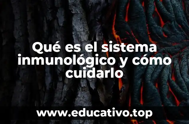 Cómo el sistema inmunológico actúa como un ejército interno