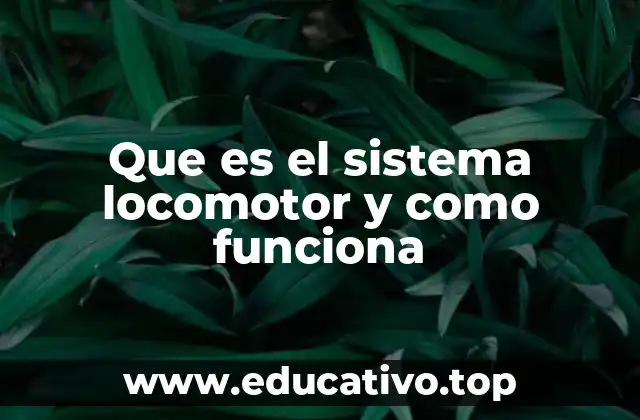 Que es el sistema locomotor y como funciona