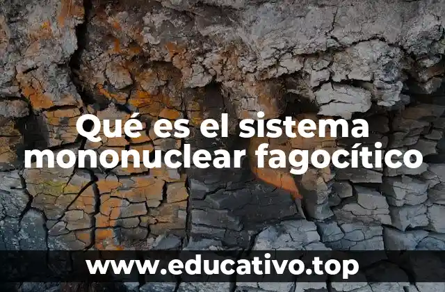 Qué es el sistema mononuclear fagocítico