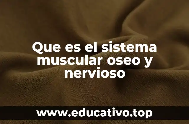 Que es el sistema muscular oseo y nervioso