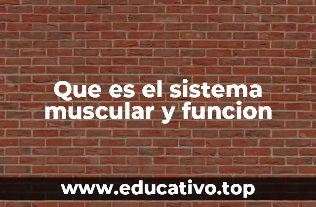 Que es el sistema muscular y funcion