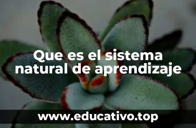 Que es el sistema natural de aprendizaje