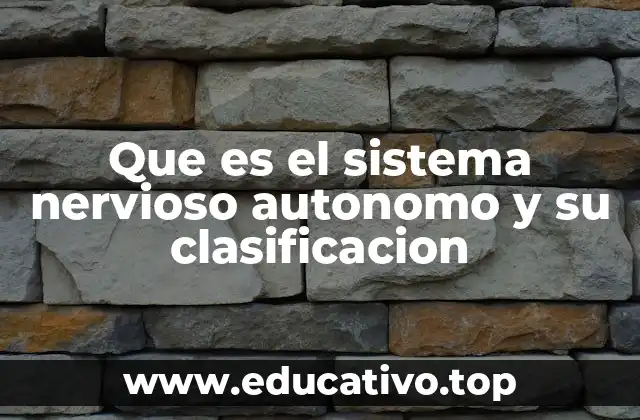 Que es el sistema nervioso autonomo y su clasificacion