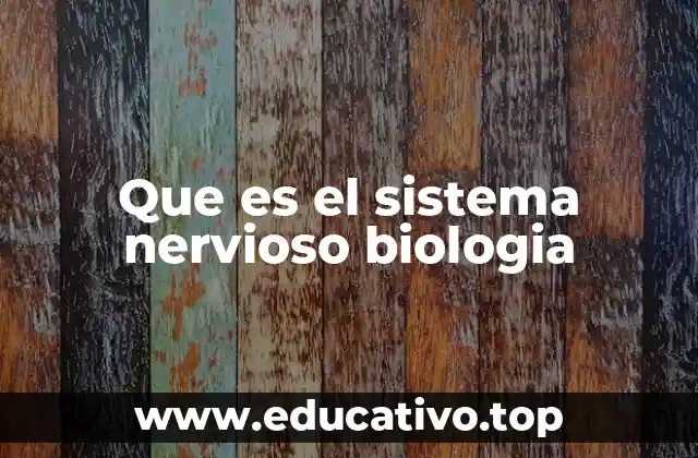 Que es el sistema nervioso biologia