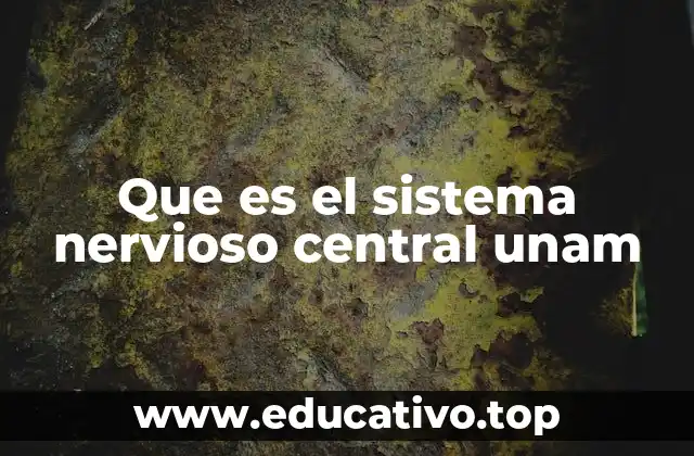 Que es el sistema nervioso central unam