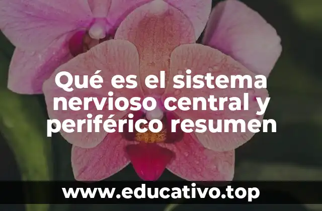 Cómo funciona el sistema nervioso en conjunto