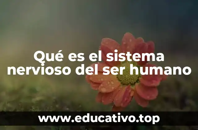 El sistema nervioso como el arquitecto de la conciencia y el movimiento