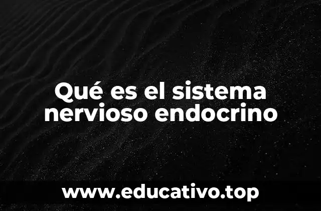 Qué es el sistema nervioso endocrino