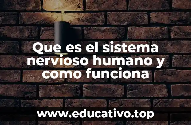 El papel del sistema nervioso en la comunicación interna del cuerpo