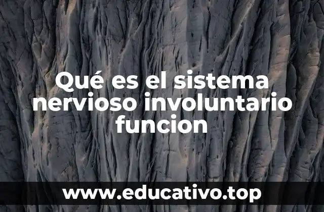 Qué es el sistema nervioso involuntario funcion