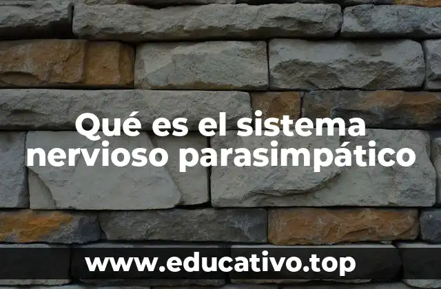 Qué es el sistema nervioso parasimpático