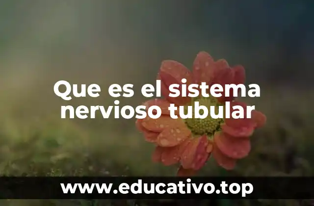 Que es el sistema nervioso tubular