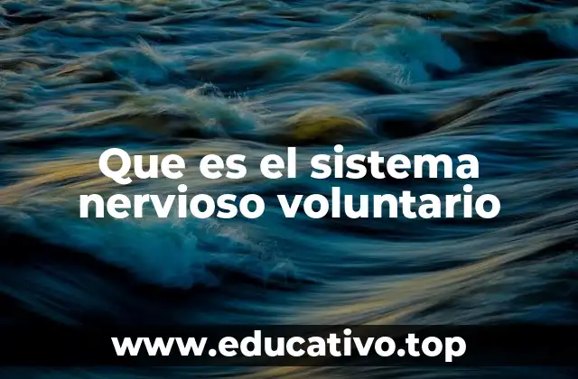 Que es el sistema nervioso voluntario