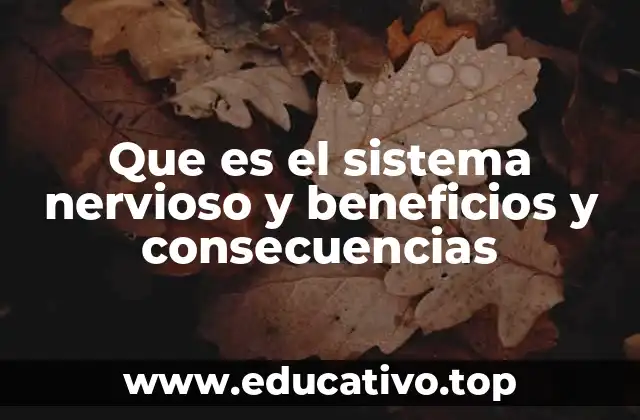 Que es el sistema nervioso y beneficios y consecuencias
