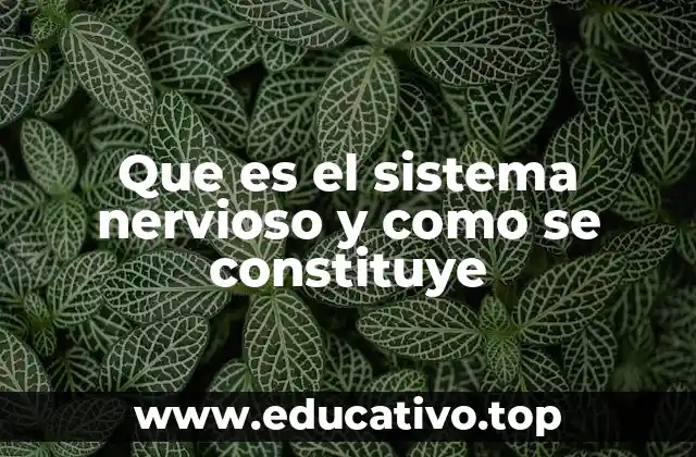 Que es el sistema nervioso y como se constituye