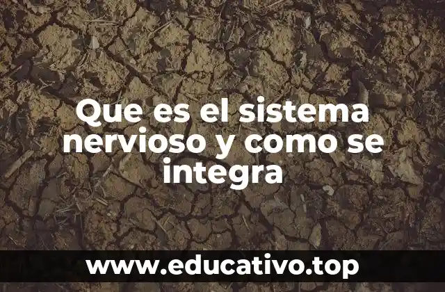 Que es el sistema nervioso y como se integra