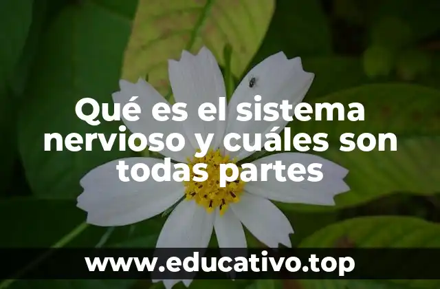Qué es el sistema nervioso y cuáles son todas partes