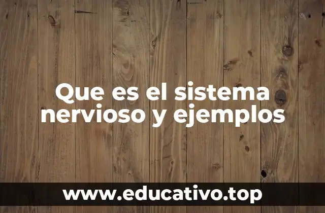 Que es el sistema nervioso y ejemplos
