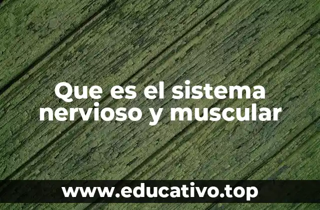 Que es el sistema nervioso y muscular