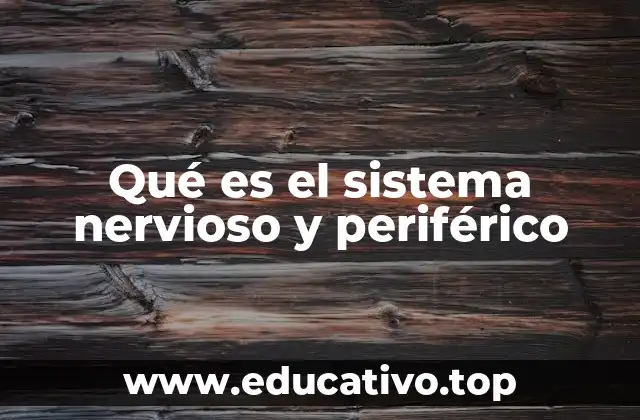 Qué es el sistema nervioso y periférico