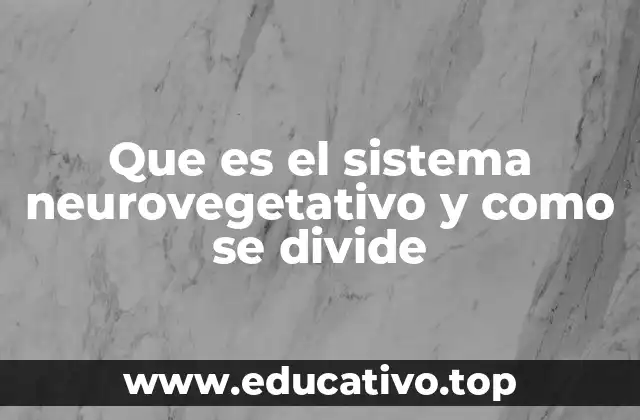 Que es el sistema neurovegetativo y como se divide