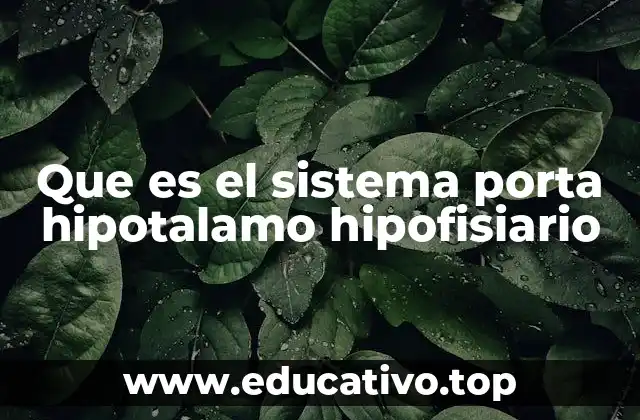 Que es el sistema porta hipotalamo hipofisiario