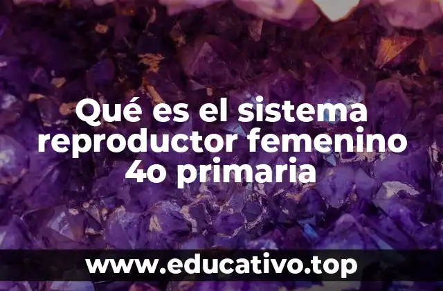 Qué es el sistema reproductor femenino 4o primaria